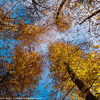 Buy canvas prints of Autumn trees at forest by Engin Sezer