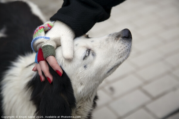 Female hand with fingerless woolen gloves stroking dog's head Picture Board by Engin Sezer