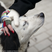 Buy canvas prints of Female hand with fingerless woolen gloves stroking dog's head by Engin Sezer