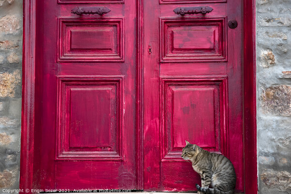 Cute Tabby Cat is Sitting Beside Red Wooden House Door Picture Board by Engin Sezer
