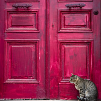 Buy canvas prints of Cute Tabby Cat is Sitting Beside Red Wooden House Door by Engin Sezer