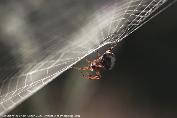 A tiny spider is waiting for a hunt in the web Picture Board by Engin Sezer