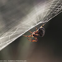 Buy canvas prints of A tiny spider is waiting for a hunt in the web by Engin Sezer