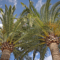 Buy canvas prints of PALM TREES by LG Wall Art
