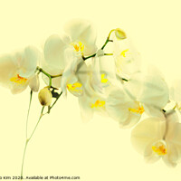 Buy canvas prints of Orchid Translucent by Kyungho Kim