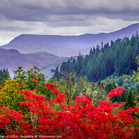 Buy canvas prints of Seeing Red in the beautiful North Wales mountains  by David Spence