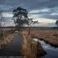 Buy canvas prints of Thursley Forest Guildford  by David Spence