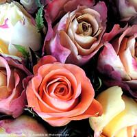 Buy canvas prints of Romantic Roses by Alexandra Lavizzari
