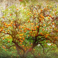 Buy canvas prints of Seville Oranges  by Alexandra Lavizzari