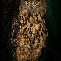 Buy canvas prints of Eagle Owl by Alexandra Lavizzari