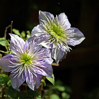 Buy canvas prints of Lovely Clematis by Alexandra Lavizzari