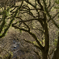 Buy canvas prints of Exmoor Trees by Alexandra Lavizzari