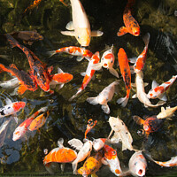 Buy canvas prints of Hungry Fish by Alexandra Lavizzari