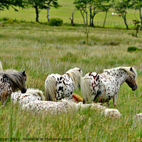 Buy canvas prints of Appaloosa Horses on Dartmoor by Alexandra Lavizzari