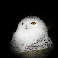 Buy canvas prints of Fluffy Snowy Owl  by Alexandra Lavizzari