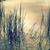 Buy canvas prints of Evening At The Pond by Alexandra Lavizzari