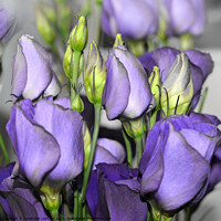 Buy canvas prints of Purple Bouquet by Alexandra Lavizzari