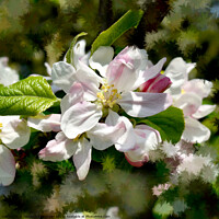 Buy canvas prints of Apple Blossoms by Alexandra Lavizzari
