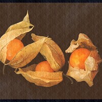 Buy canvas prints of A Still Life With Physalis  by Alexandra Lavizzari