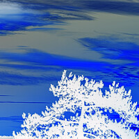 Buy canvas prints of Blue sky white tree by Rory Hailes