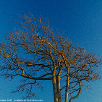 Buy canvas prints of Tree blue sky by Rory Hailes