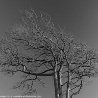 Buy canvas prints of Tree against sky by Rory Hailes