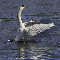 Buy canvas prints of Swan flapping its wings by Rory Hailes