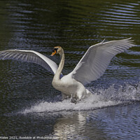 Buy canvas prints of Swan with its wings out by Rory Hailes