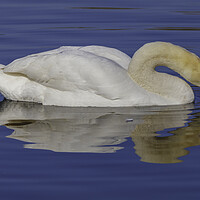 Buy canvas prints of Swan having a drink by Rory Hailes