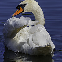Buy canvas prints of A swan swimming in a body of water by Rory Hailes