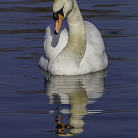Buy canvas prints of Swan I have my eye on you by Rory Hailes