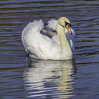 Buy canvas prints of Swan watching you by Rory Hailes