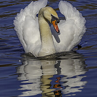 Buy canvas prints of Swan watchful eye by Rory Hailes