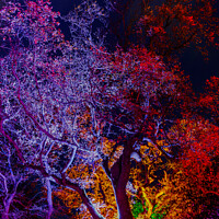 Buy canvas prints of Trees or lit up with colourful lights with oil pai by Rory Hailes