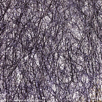 Buy canvas prints of Branches Manipulated by Rory Hailes