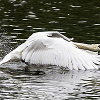 Buy canvas prints of Swan in flight by Rory Hailes