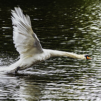 Buy canvas prints of Swan inflight by Rory Hailes