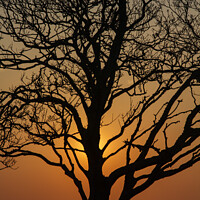 Buy canvas prints of Trees in Silhouette by Rory Hailes
