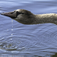 Buy canvas prints of Teenage Gosling having a drink by Rory Hailes