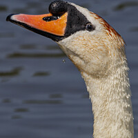 Buy canvas prints of Swan I am watching you by Rory Hailes