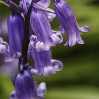Buy canvas prints of Blue Bells by Rory Hailes