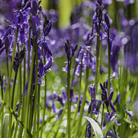 Buy canvas prints of Blue bells in the trees by Rory Hailes