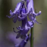 Buy canvas prints of Blue bells in the woods by Rory Hailes