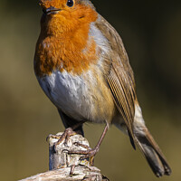 Buy canvas prints of Robin having a look by Rory Hailes