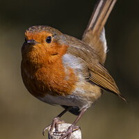 Buy canvas prints of Robin catching some sunlight by Rory Hailes