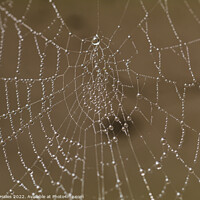 Buy canvas prints of Spiders Web Water droplets by Rory Hailes