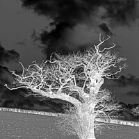 Buy canvas prints of The white tree by Rory Hailes