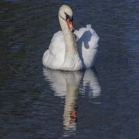 Buy canvas prints of Adult Swan with reflection by Rory Hailes