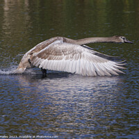 Buy canvas prints of Juvenile Swan in flight by Rory Hailes