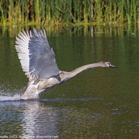 Buy canvas prints of Juvenile Swan inflight by Rory Hailes